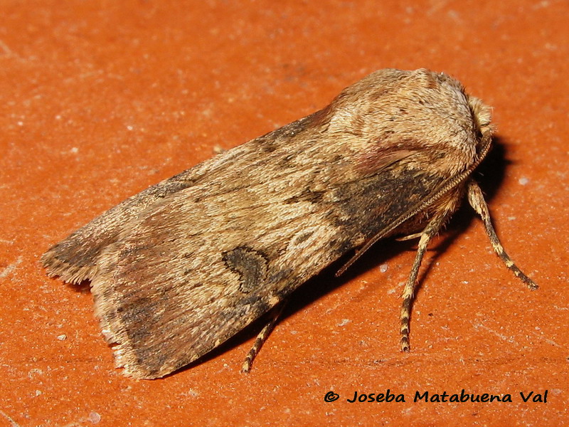 Agrotis da id - Agrotis puta, Noctuidae